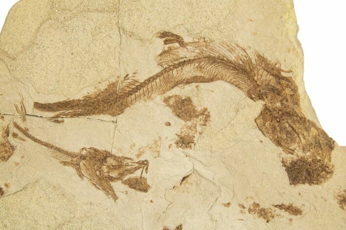 Oligocene Fossil Fish (Beusinkiellia & Glossanodon) Plate -Poland #320611